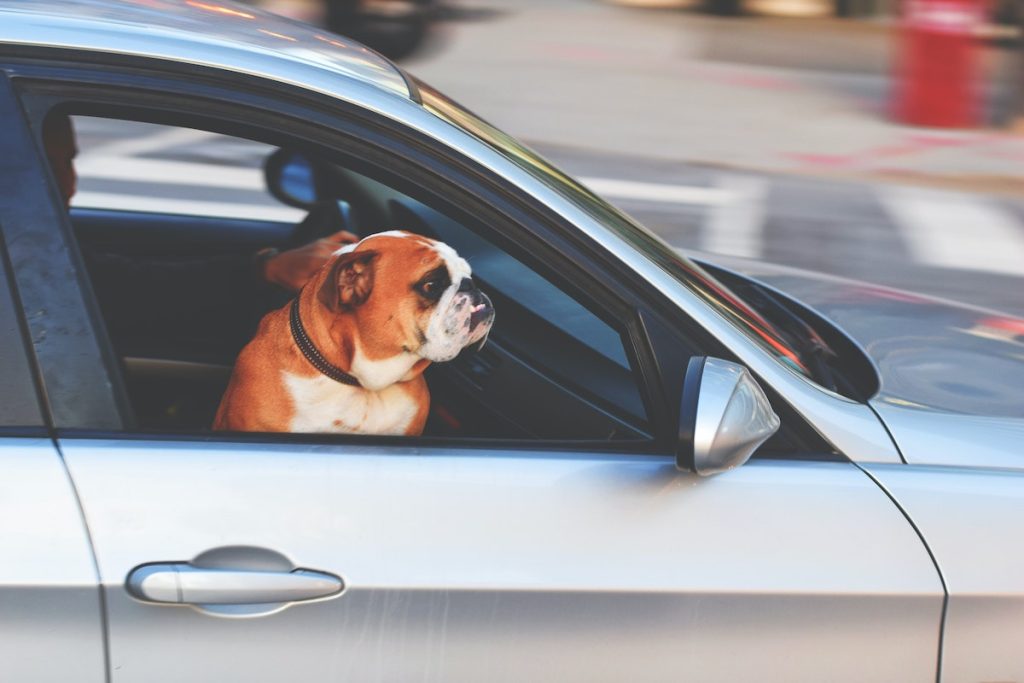 Do These Things When You Are Looking For New To You Items dog in car