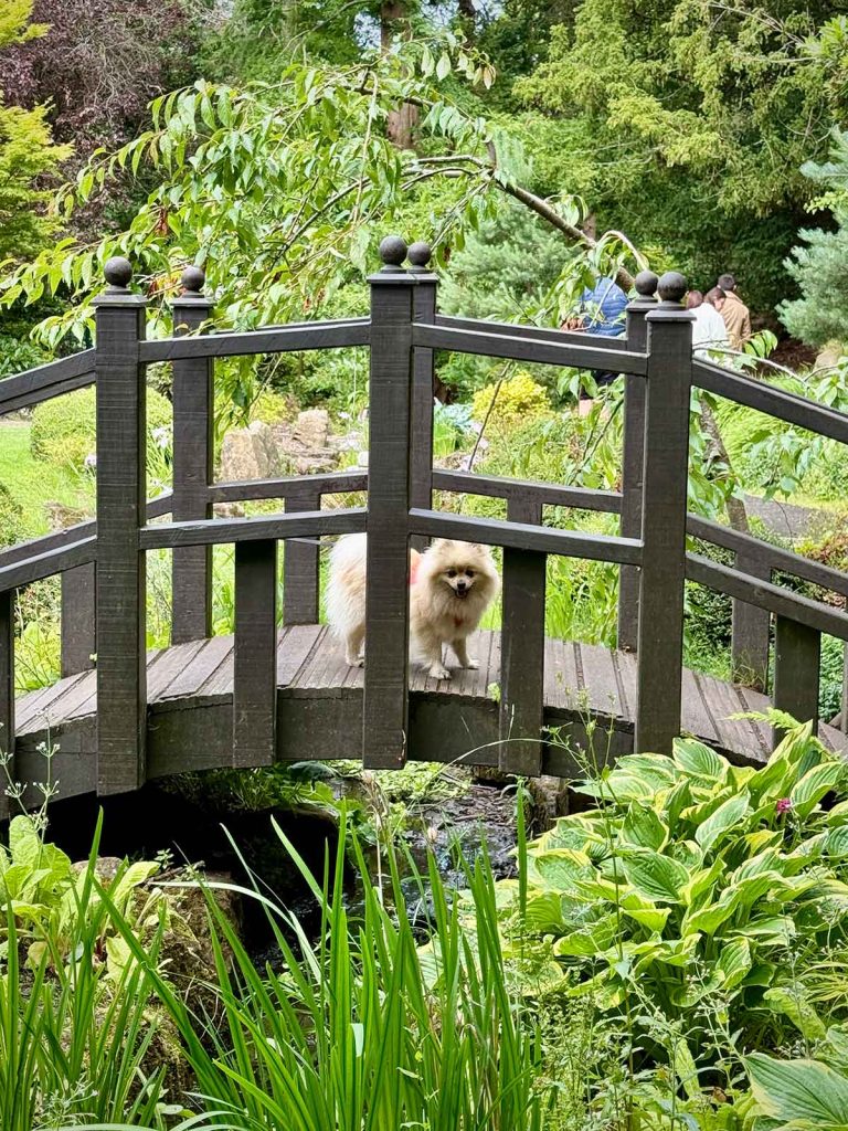 The Woof Guide to Harrogate – Peppa solves the mystery of what to do with dogs in this pretty Yorkshire spa town