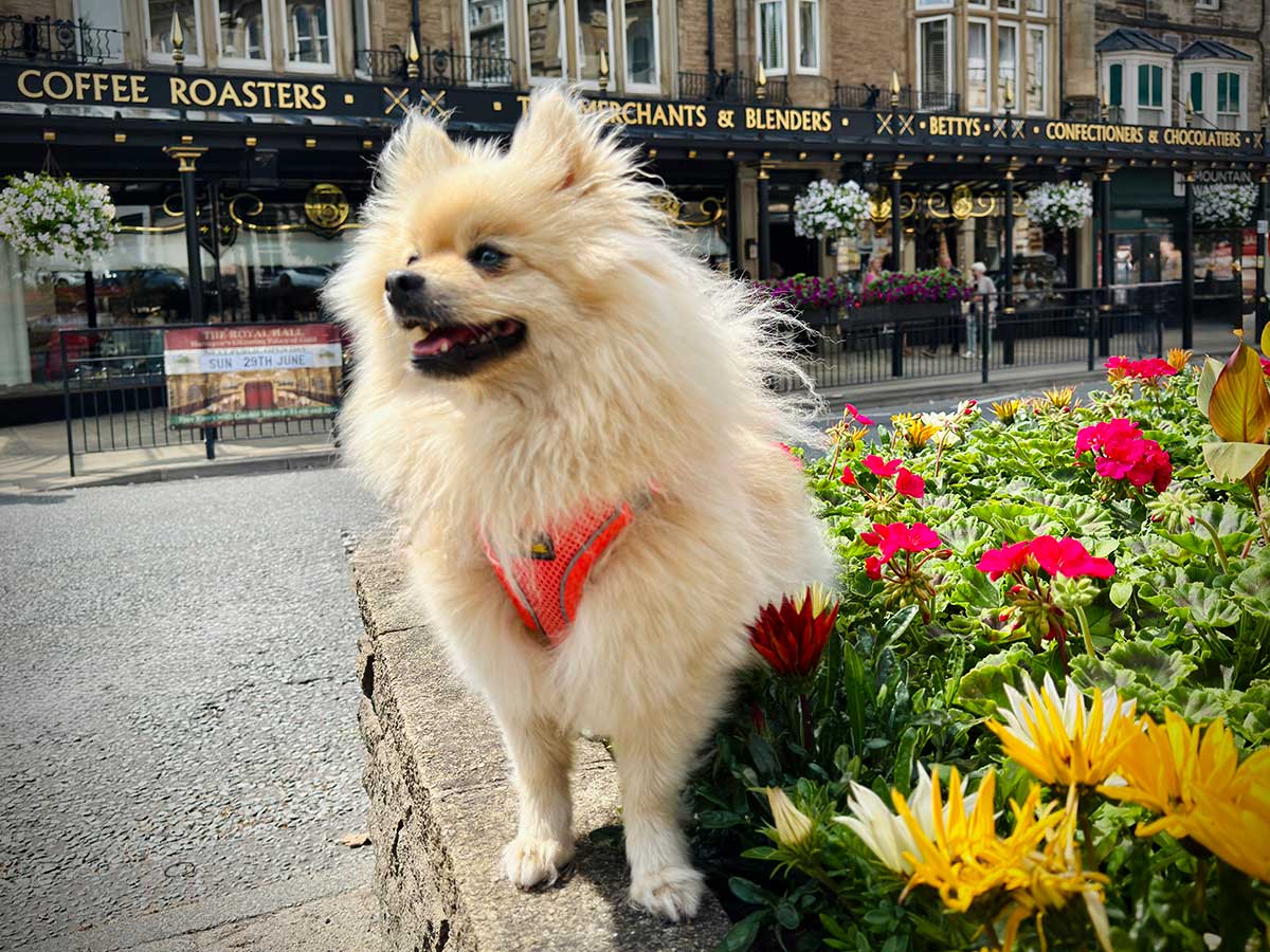 The Woof Guide to Harrogate – Peppa solves the mystery of what to do with dogs in this pretty Yorkshire spa town