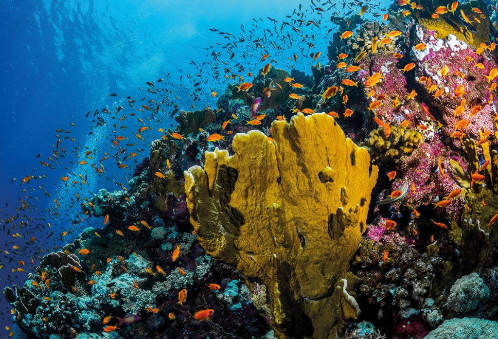 The Red Sea, Saudi Arabia An Alternative Destination Where Luxury Meets the Unexpected 