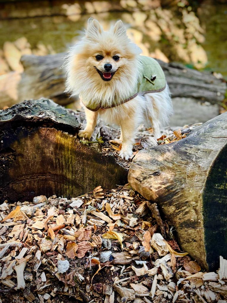 The Woof Guide to Saltmarshe Hall - Everything is perfect for Peppa and her pals at this country pile