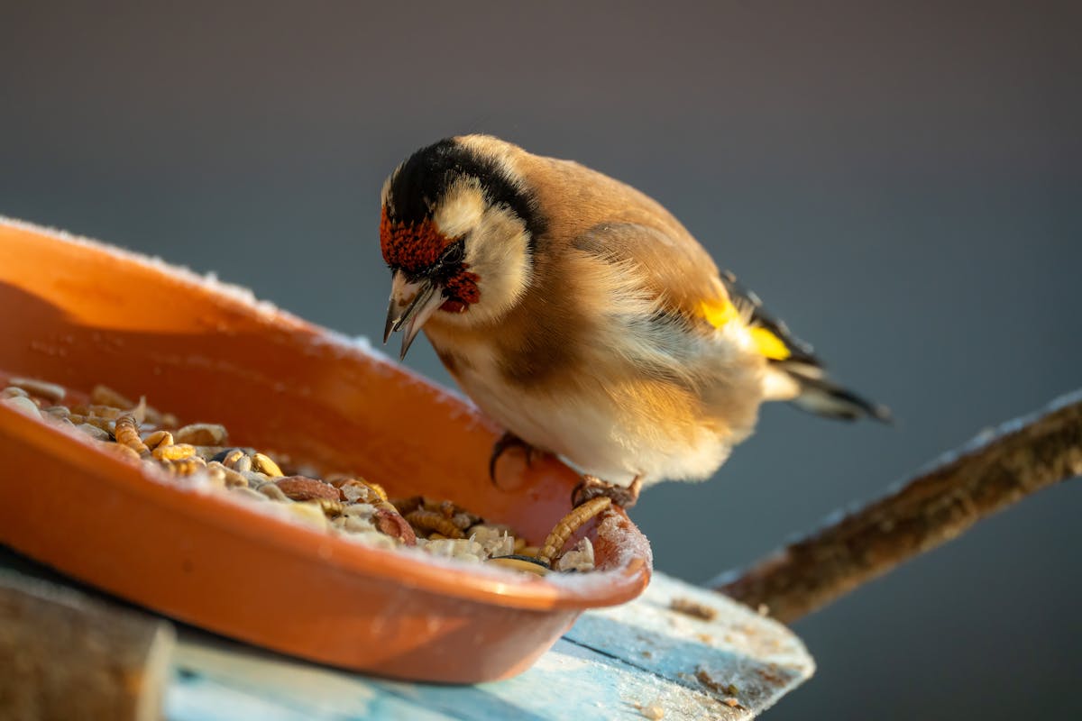 Simple Additions To Your Garden This Year