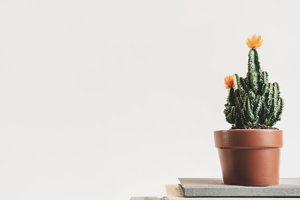 How to Create a Clutter-Free Home