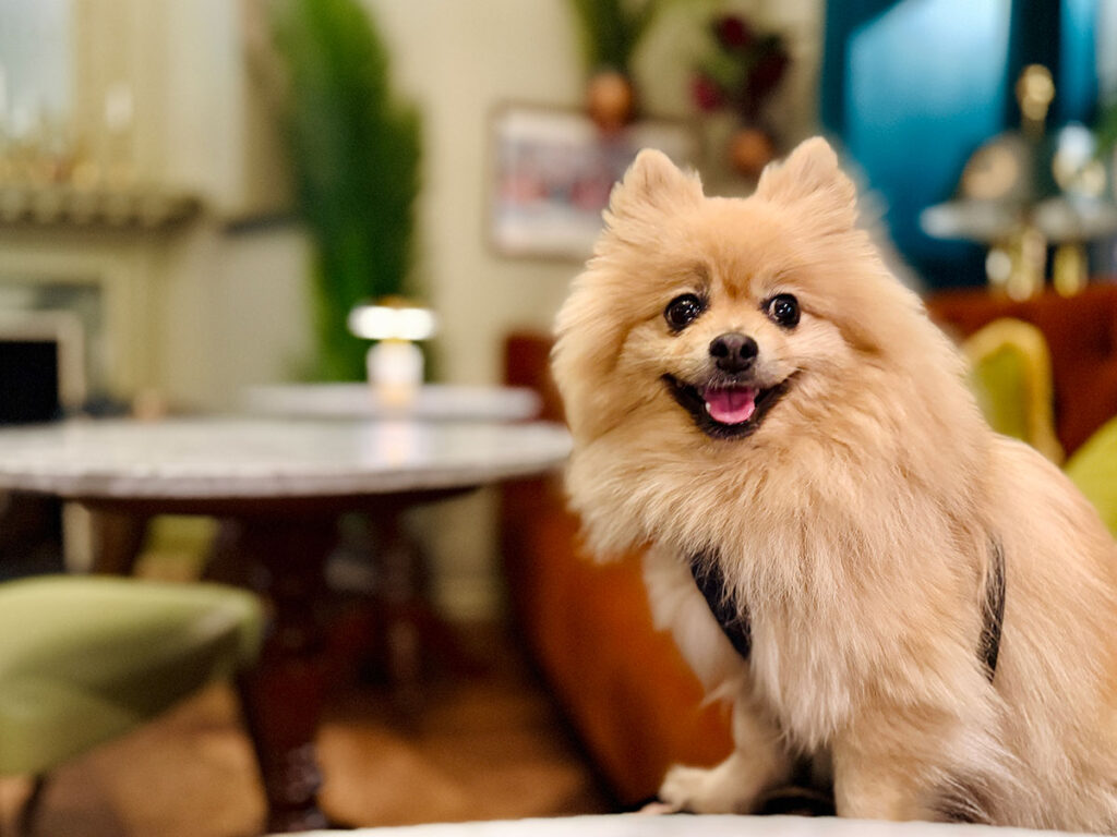 The Woof Guide to Burnham Beeches