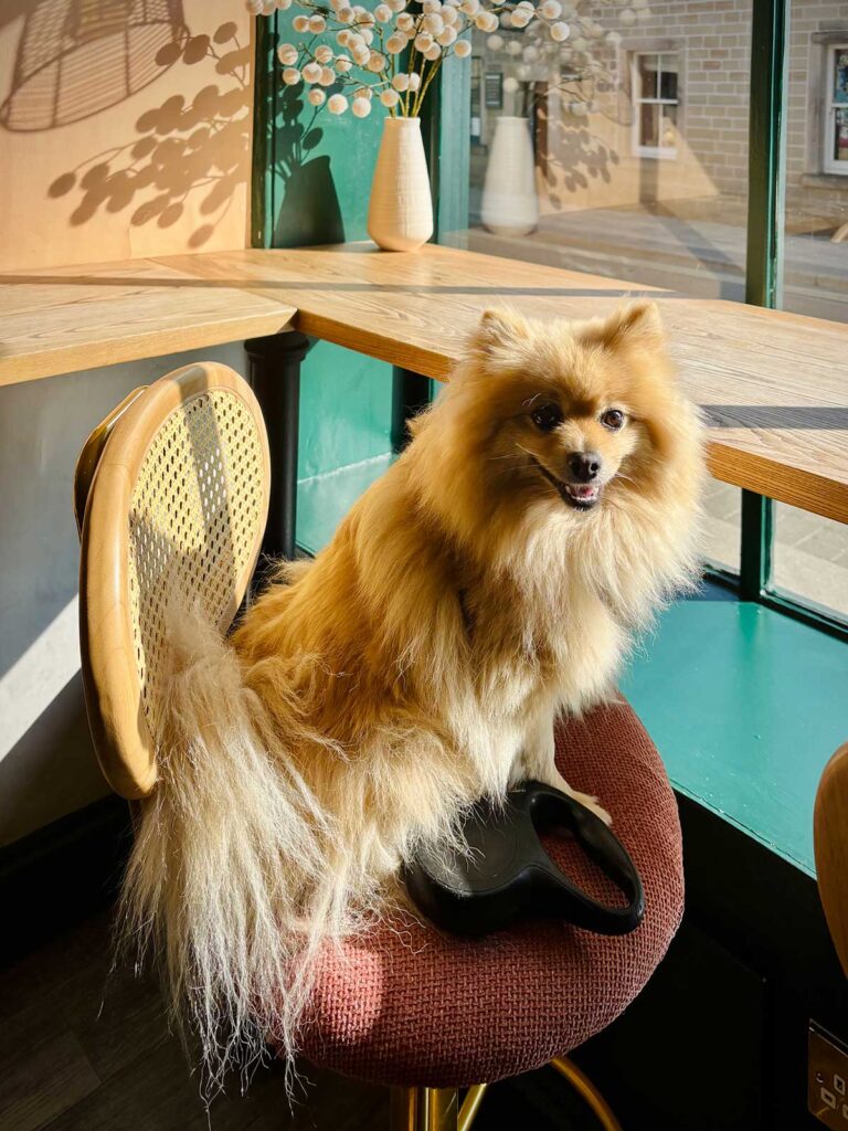 The woof guide to Bakewell: Peppa pays a visit to the very dog-friendly town famous for its puddings