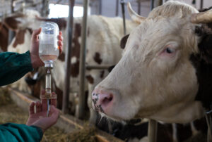 How to Select the Right Grade of Bovine Serum Albumin for Your Assay