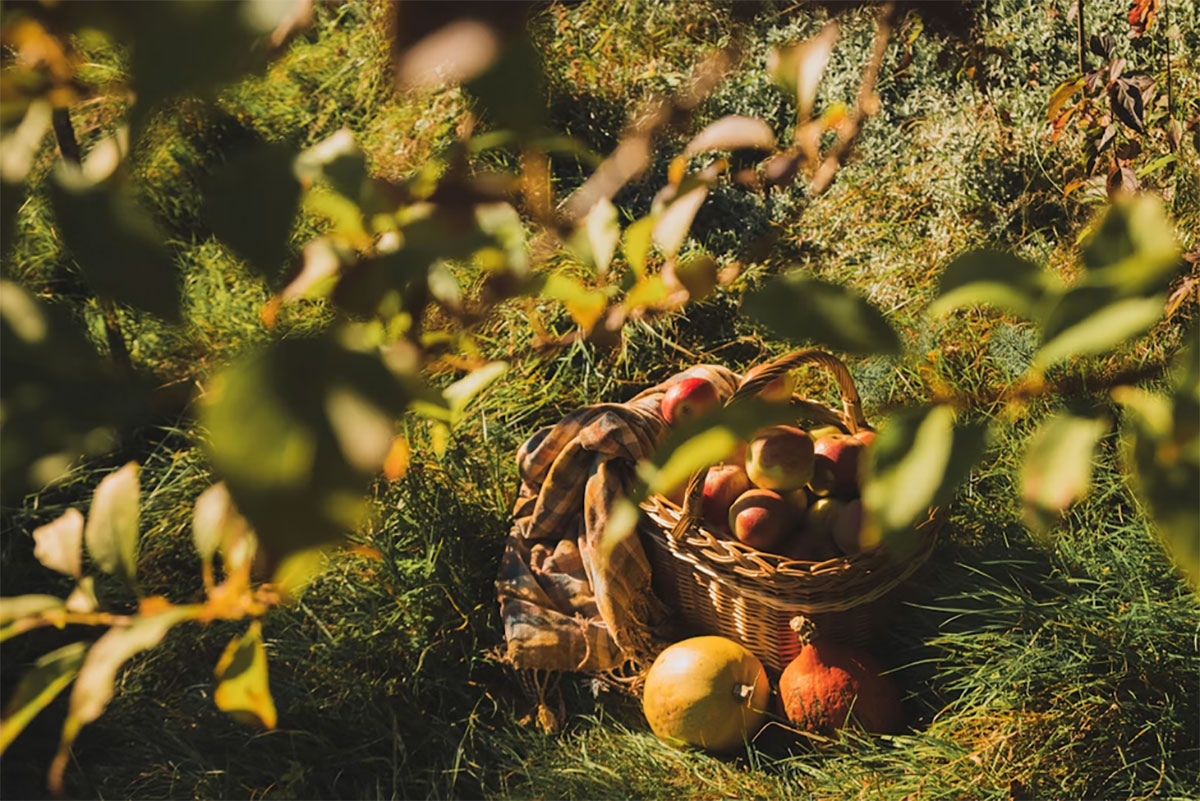 The Joy of Growing Your Own Food This Season