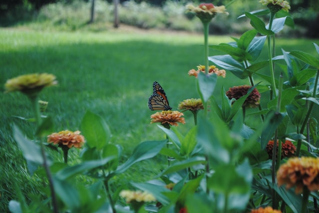 Creating a Beautiful Low-Maintenance Garden When You Hate Gardening