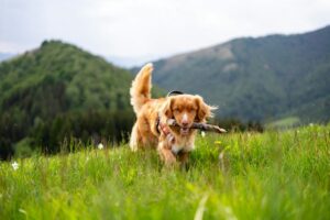 Why Dogs Need More Than Just a Walk Around the Block