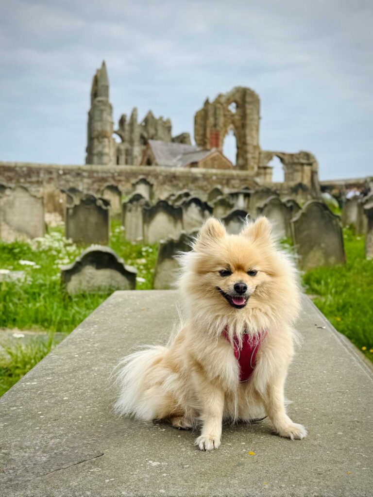 The Woof Guide to Whitby – Peppa the pom gets her teeth into the delights of Count Dracula’s fave resort