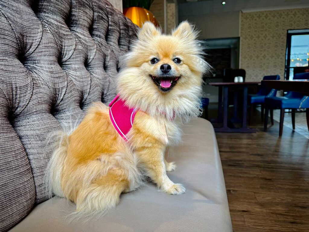 The Woof Guide to Whitby – Peppa the pom gets her teeth into the delights of Count Dracula’s fave resort